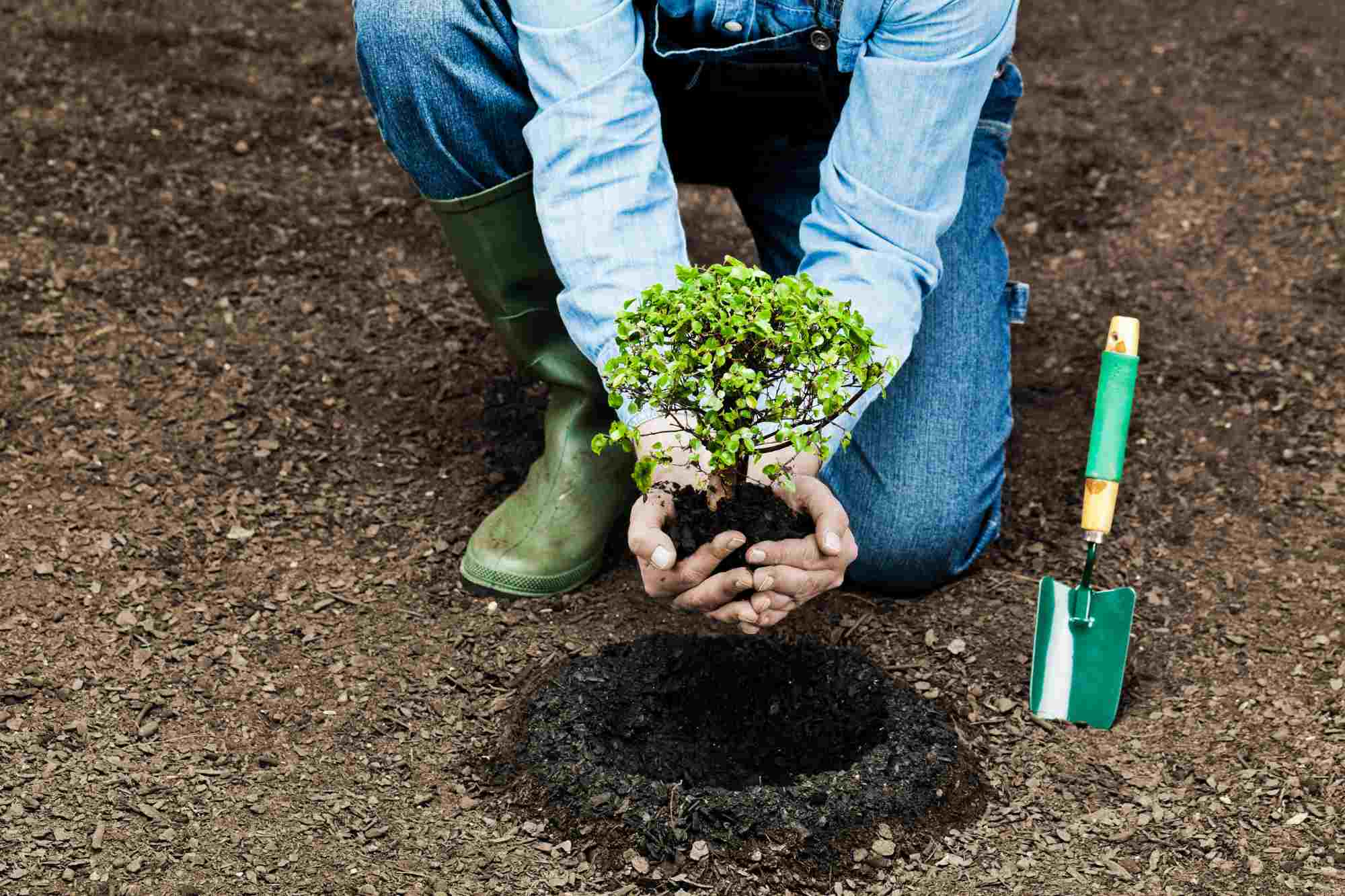 Tree planting