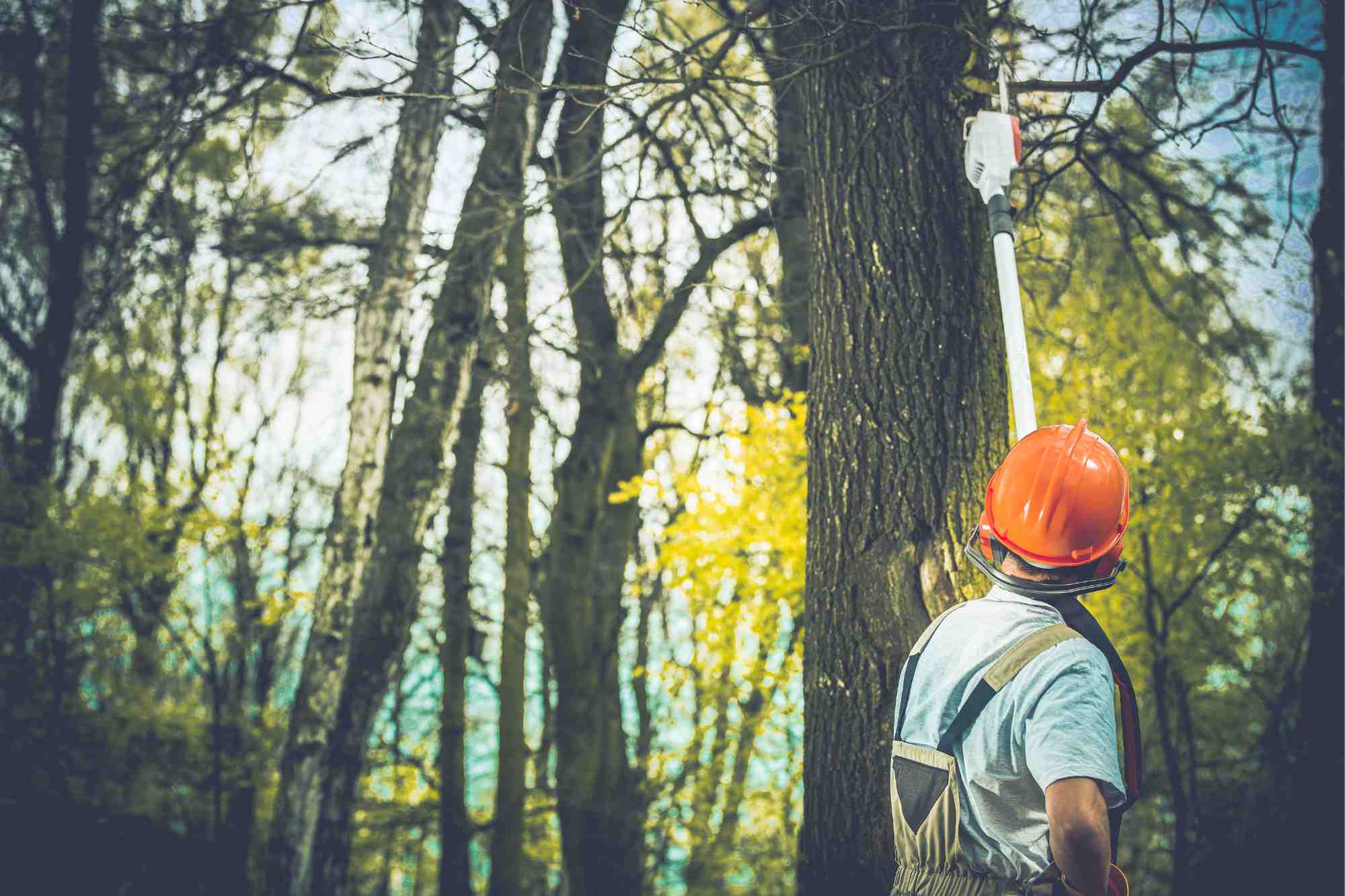 Tree removal