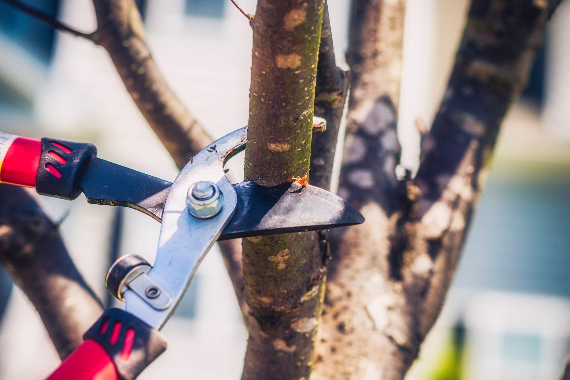 Tree trimming