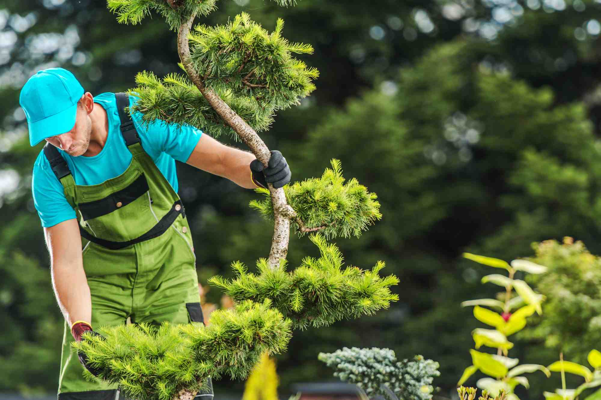 healthy and well cared for trees