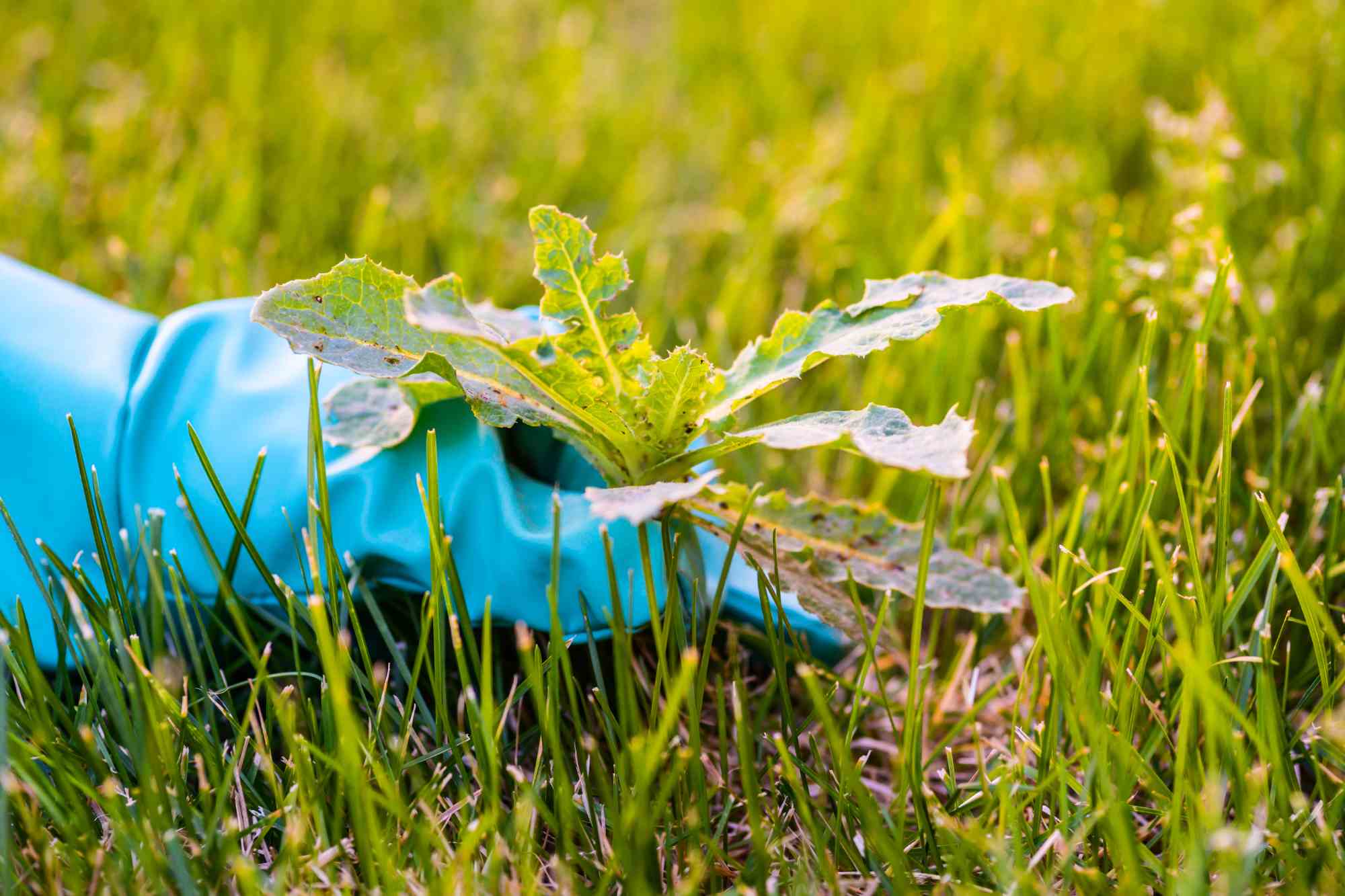 Control of noxious weeds