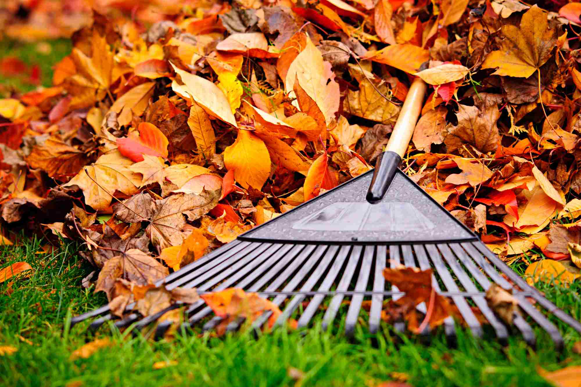 Leaf and debris removal