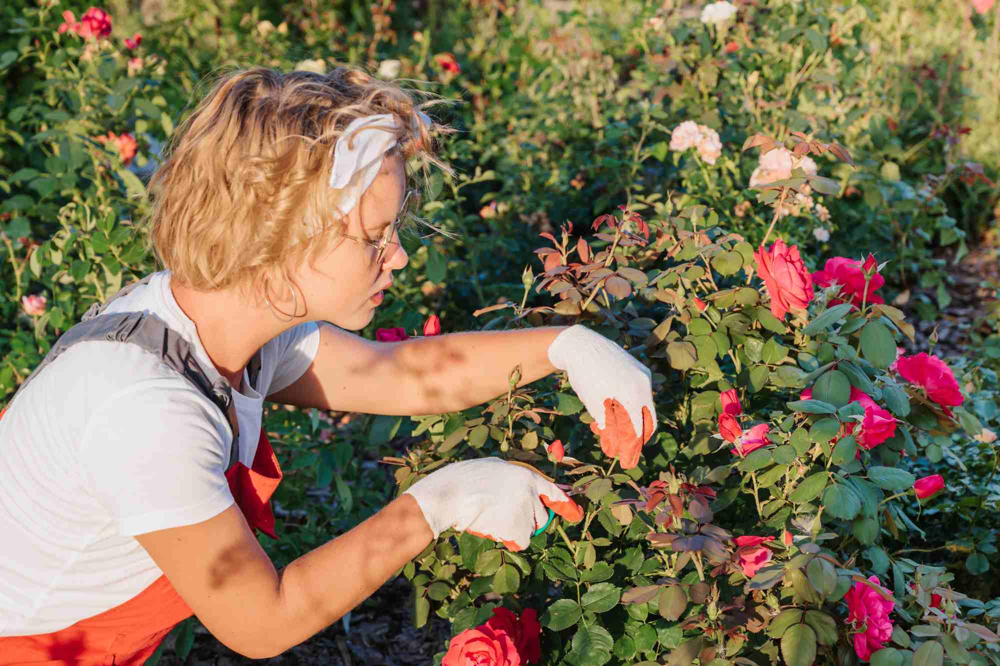 Site Diagnostics in your garden