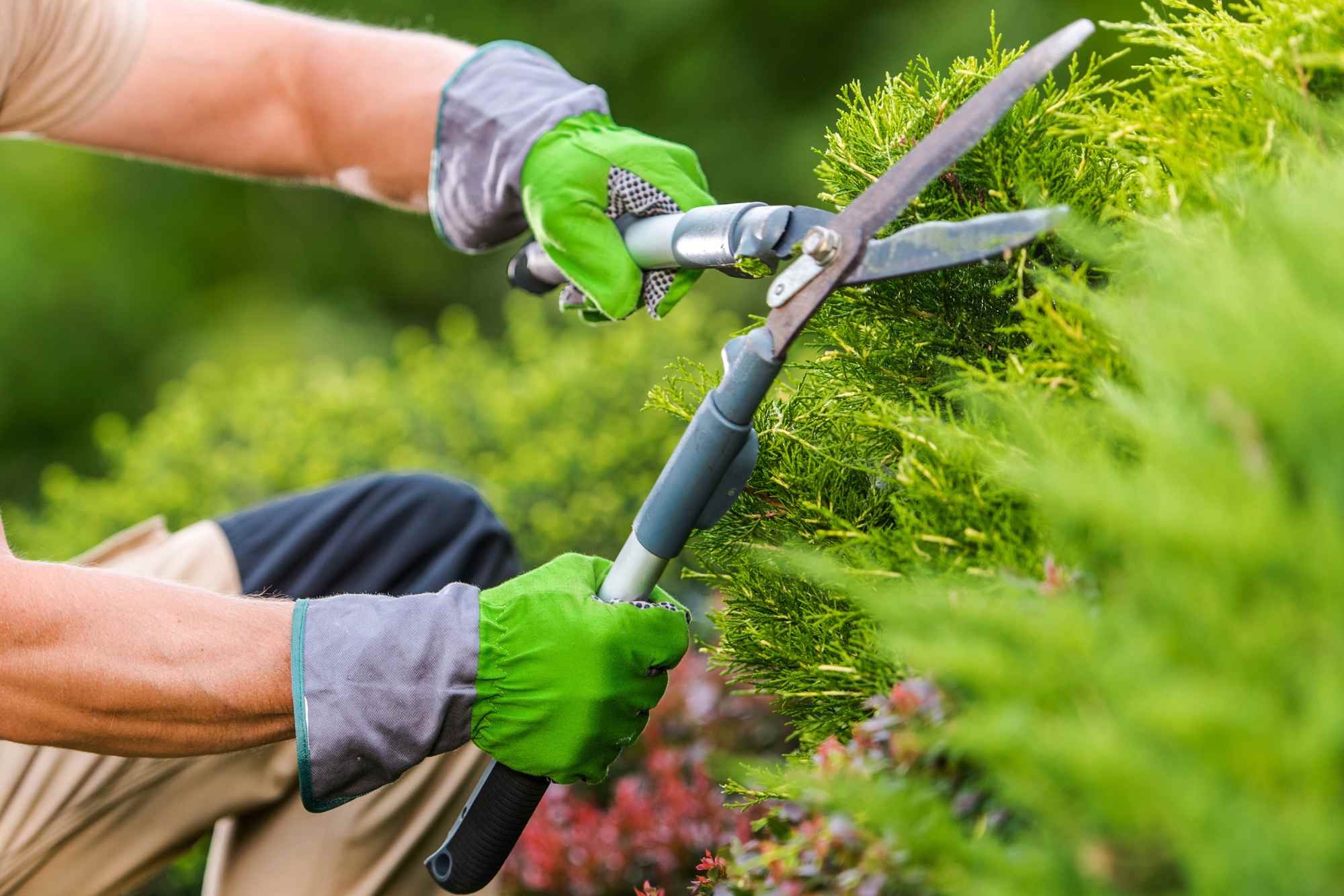 pruning Lawn